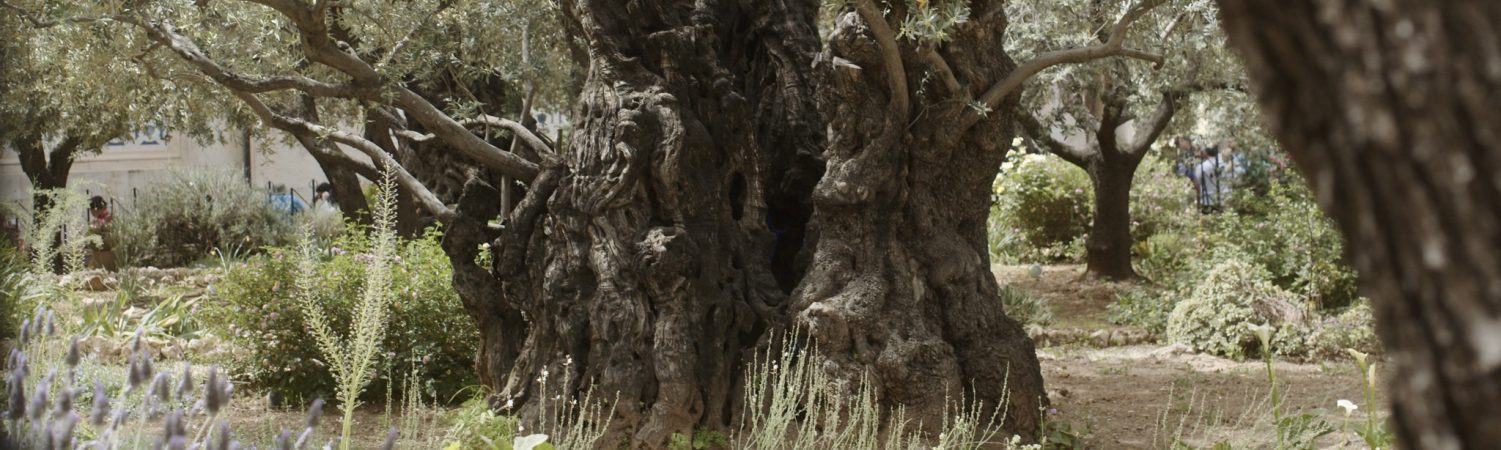 Olive Tree in Garden